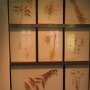 Herbariumwand